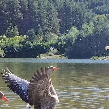 в204 Belvedere Club شقة *